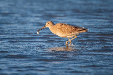 Willet Cameron Louisiana