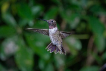 Male Black-chinned Hummingbird Thibodeaux Louisiana