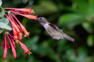 Male Black-chinned Hummingbird Thibodeaux Louisiana