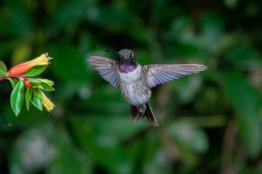 Male Black-chinned Hummingbird Thibodeaux Louisiana