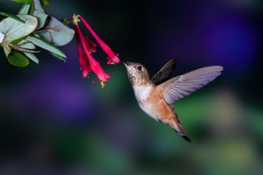 Female Rufous Hummingbird Lutcher Louisiana