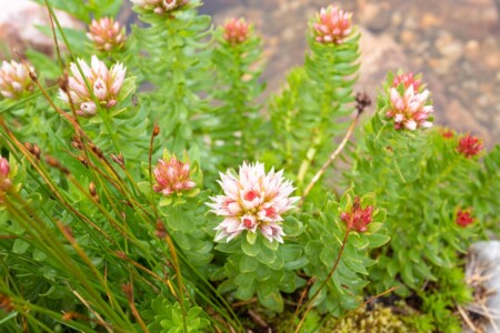 Redpod Stonecrop wildflower Wyoming