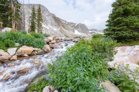 Mountain Bluebells Lake Marie Falls Wyoming