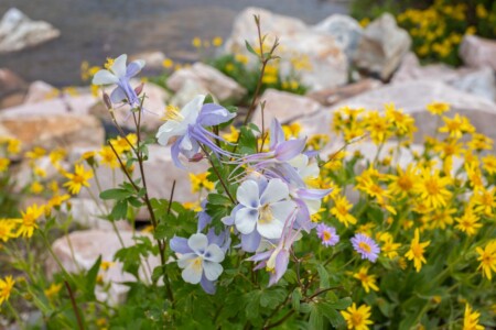 Columbine with Subalpine Arnica wildflower Wyoming