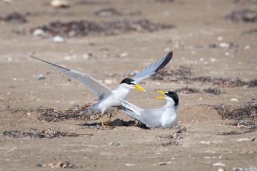 Least Terns Cameron Louisiana