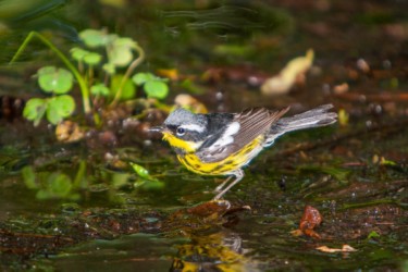 Magnolia Warbler High Island Texas