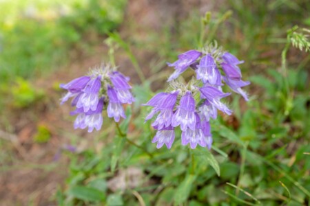 Rocky Mountain Penstemon wildflower Wyoming