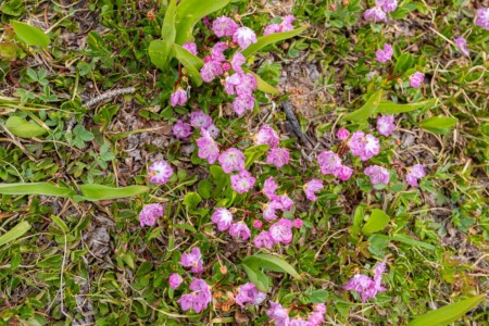 Alpine Laurel wildflower Wyoming
