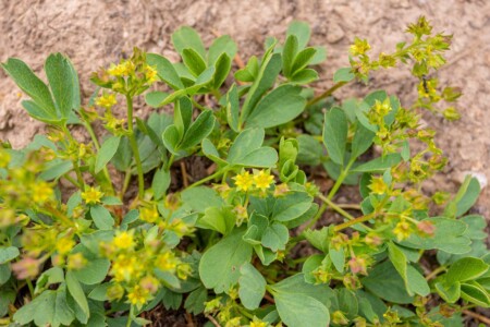 Creeping Sibbaldia alpine wildflower Wyoming