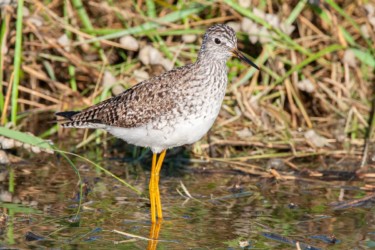 Greater Yellowlegs Cameron Louisiana