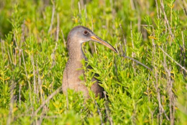 Clapper Rail Cameron Louisiana