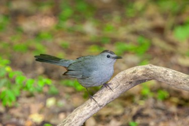 Gray Catbird High Island Texas