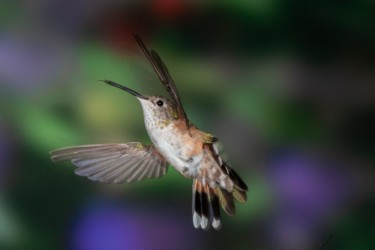Female Rufous Hummingbird Lutcher Louisiana