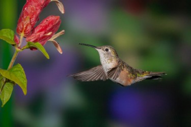 Female Rufous Hummingbird Lutcher Louisiana
