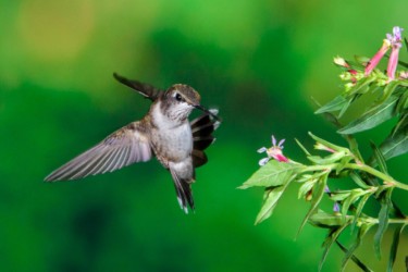 Female Ruby-throated Hummingbird Lutcher Louisiana