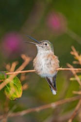 Female Broad-tailed Hummingbird Baton Rouge Louisiana