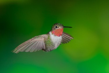 Male Broad-tailed Hummingbird Baton Rouge Louisiana