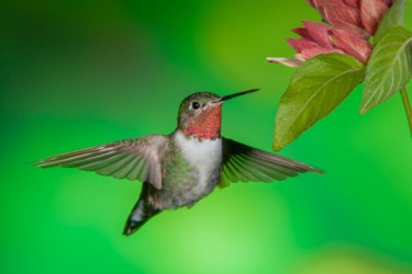 Male Broad-tailed Hummingbird Baton Rouge Louisiana