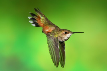 Female Rufous Hummingbird Lutcher Louisiana
