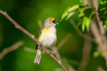 White-eyed Vireo Gramercy Louisiana