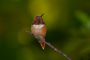 Male Rufous Hummingbird Gramercy Louisiana