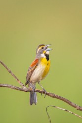 Dickcissel Gramercy Louisiana
