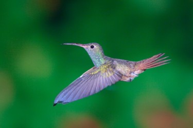 Buff-bellied Hummingbird Baton Rouge Louisiana