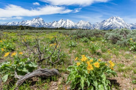 Arrowleaf Balsamroot Grand Teton National Park Wyoming