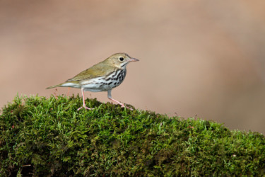 Ovenbird Allegheny New York