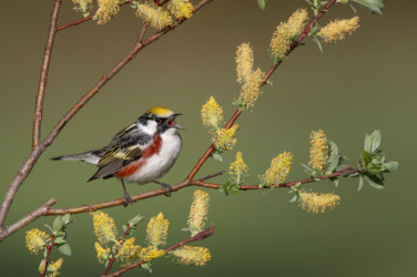 Chestnut-sided Warbler Allegheny New York