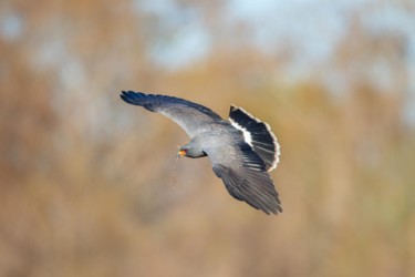 Male Snail Kite Kissimmee Florida