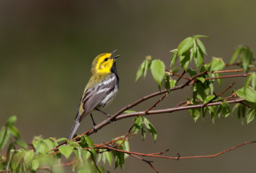 Black-throated Green Warbler Allegheny New York