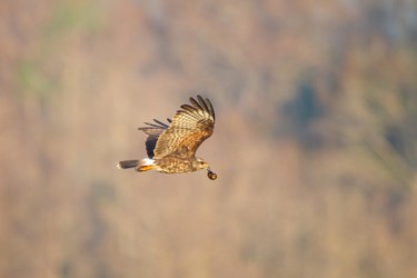 Female Snail Kite Kissimmee Florida
