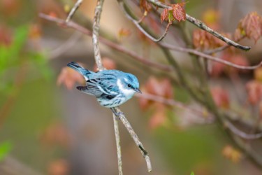 Cerulean Warbler Lake Hope Ohio