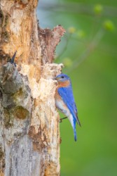 Eastern Bluebird Lake Hope Ohio