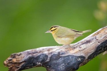 Worm-eating Warbler Lake Hope Ohio