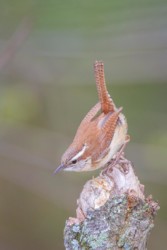 Carolina Wren Lake Hope Ohio