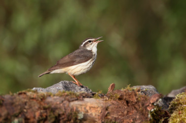 Louisiana Waterthrush Allegheny New York