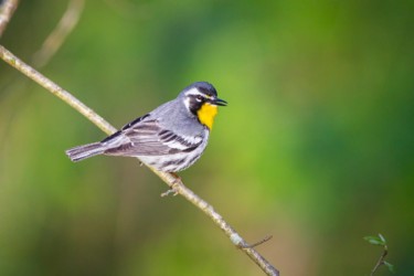 Yellow-throated Warbler Lake Hope Ohio