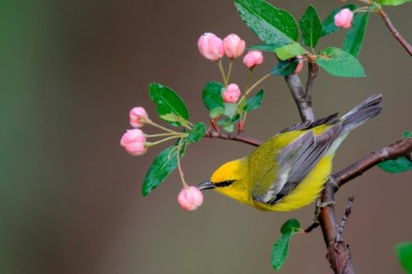 Blue-winged Warbler Lake Hope Ohio