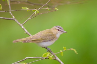 Red-eyed Vireo Lake Hope Ohio