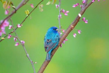 Indigo Bunting Lake Hope Ohio
