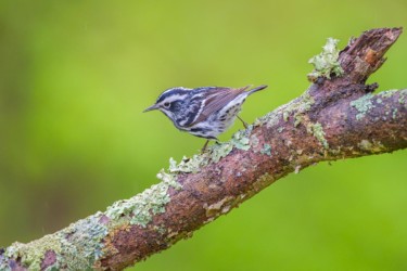 Black-and-white Warbler Lake Hope Ohio