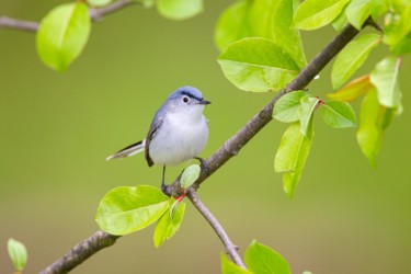 Blue-gray Gnatcatcher Lake Hope Ohio