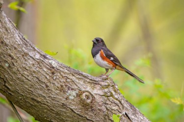 Eastern Towhee Lake Hope Ohio