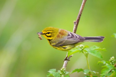 Prairie Warbler Lake Hope Ohio