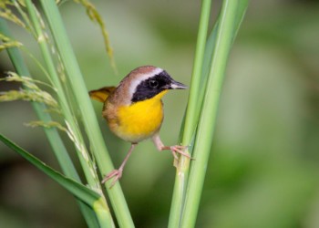 Common Yellowthroat Gramercy Louisiana