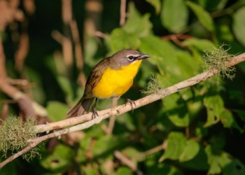 Yellow-breasted Chat Whisky Bay Louisiana