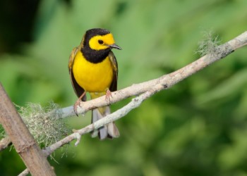 Hooded Warbler Whisky Bay Louisiana