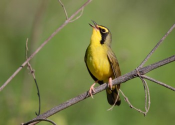 Kentucky Warbler Whisky Bay Louisiana